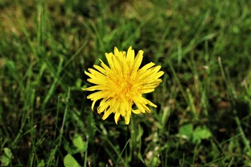 An image of a dandelion and lawn