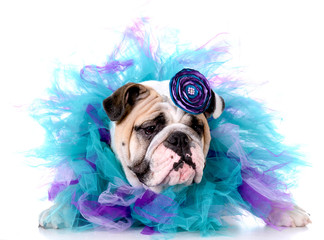 female english bulldog