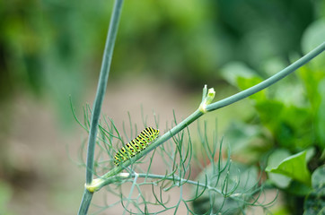 caterpillar