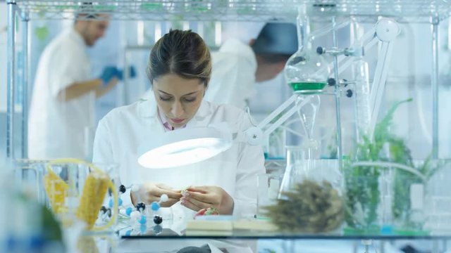 Scientific researcher in laboratory analyzing plant & food samples