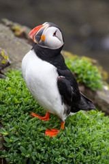 puffin