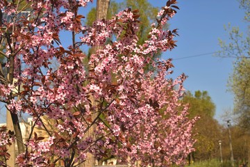 Row of Flowers