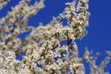 Pflaumenbaumbluete - plum blossom in spring