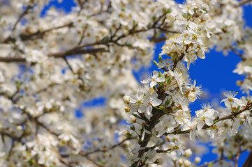 Obraz premium Pflaumenbaumbluete - plum blossom in spring
