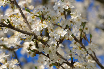 Pflaumenbaumbluete - plum blossom in spring