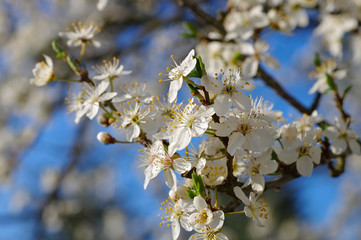 Pflaumenbaumbluete - plum blossom in spring