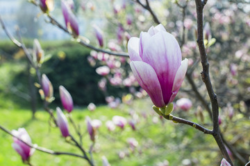 Magnolia. Magnolia FLOWERING beautiful flowers 