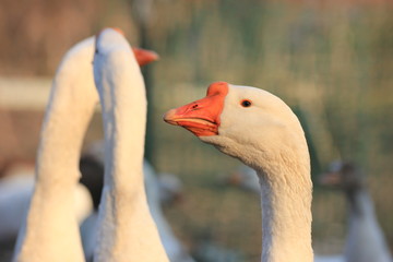 geese on a walk at sunset