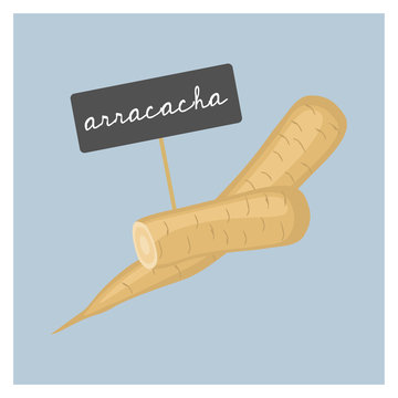 Vector Vegetable - Arracacha