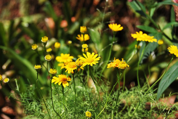 Nice yellow flower meadow