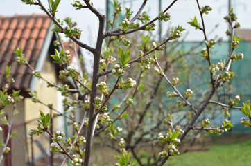 Top of a fruit tree with buds in a garden in springtime