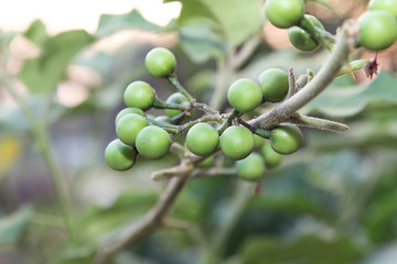 Fresh Solanum Torvum fruits or  turkey berry on tree.