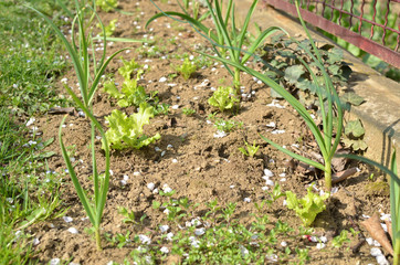 Rows of young onion and lettuce in a garden in spring
