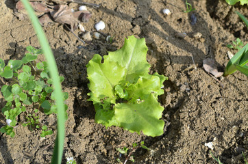 Young green lettuce in a garden in spring