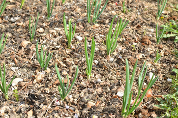Rows of young onion in a vegetable garden in spring