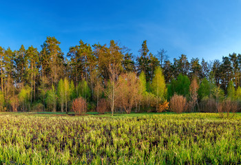 Mixed deciduous-coniferous forest landscape under evening sky with clouds in sunlight, Irpin, Ukraine. Green meadow with young grass, the first spring greens.