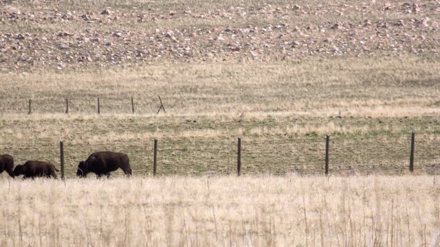 Bison running along side of a fence through a field