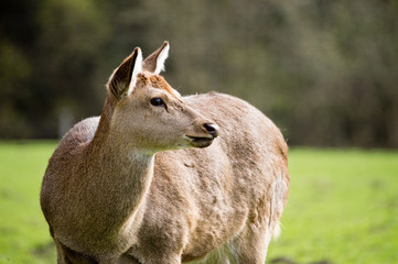 Sikawild - sika deer - cervus nippon