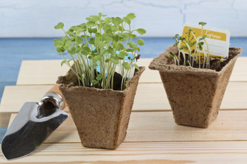 Seedlings in peat pots and garden trowel on wooden pallet