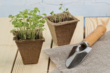 Arugula seedlings in peat pot on wooden pallet
