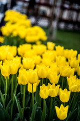 Obraz premium Tulips, Tulips, Tulips are everywhere!