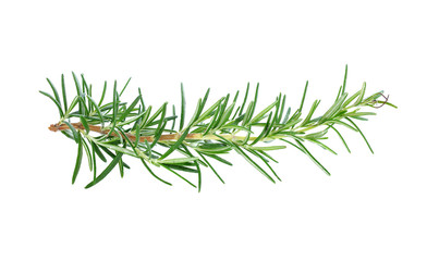 rosemary isolated on white background