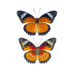 Fototapeta na wymiar Beautiful Butterflies isolated on white background