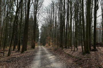 Forest  / Forest in the morning