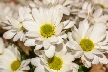 chrysanthemum white flowers bouquet