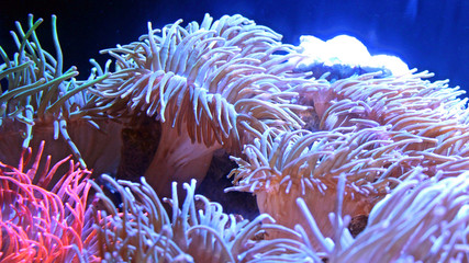 Glowing Natural Coral Reef