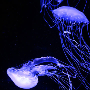 Light Blue JellyFish Wallpaper