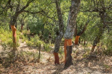 Cork Oak Forest with Red Tree Trunks after Harvest