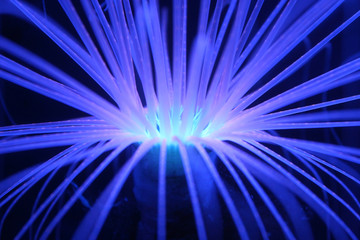 Strange Deep Sea Coral Reef
