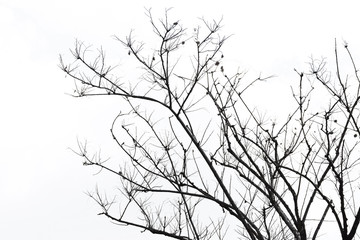 tree branch silhouette photography , isolated on white background