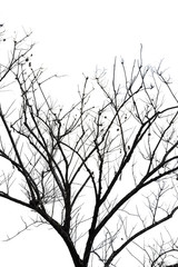 tree branch silhouette photography , isolated on white background