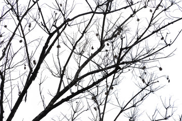 tree branch silhouette photography , isolated on white background