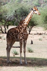 Naklejka na ściany i meble Giraffe in Namibia