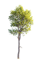 Isolated trees on white background , The collection of trees.