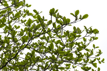 gree leaf tree branch silhouette photography , isolated on white background
