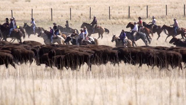 Bison being rounded up and pushed across the landscape by cowboys