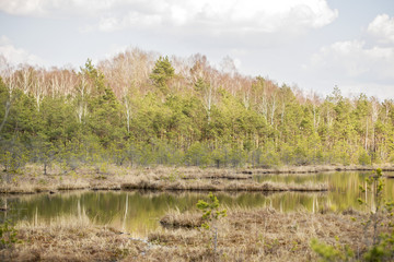 swamp in the forest, sunny and warm spring