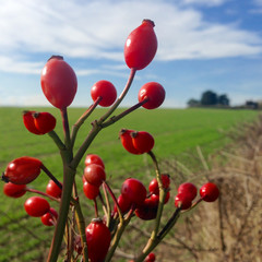 Hawthorn berries in the countryside with a green field behind them and a wire fence. The sky is blue with white clouds. Mobilestock.