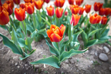 Tulipani rossi e arancioni in campo