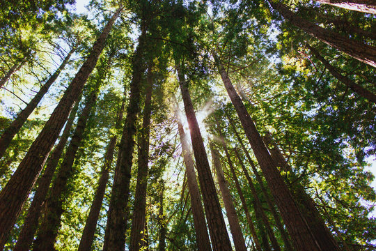 Sun streams in from behind Redwood trees in Muir Woods, California