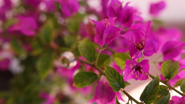 Wedding rings on the bougainvillea. Wedding jewelry. Blooming pink bougainvillea branches.