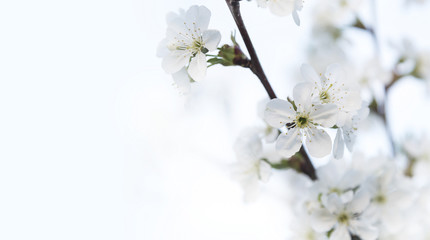 Blooming cherry tree.