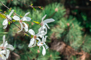 Magnolia flowers on natural blurred background.