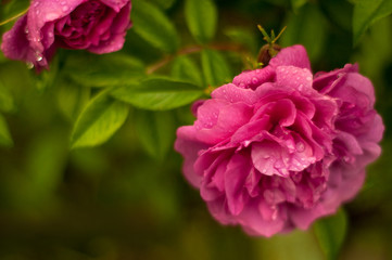 Pink roses with buds on a background of a green bush.