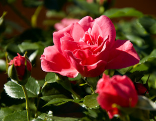 Pink roses with buds on a background of a green bush.