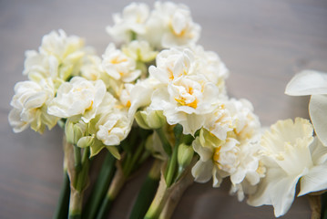 Naklejka na ściany i meble Spring Daffodils